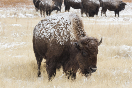 Buffalo in winter