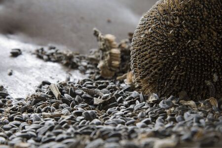 Old Sunflowers shot in the machine which take it.の写真素材