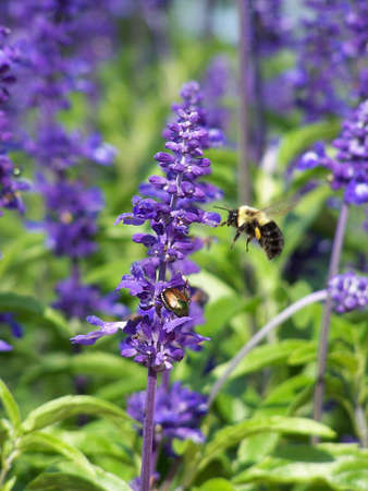 Bee having a snack