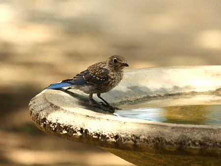 Bluebird at edge of water in birdbath.の写真素材