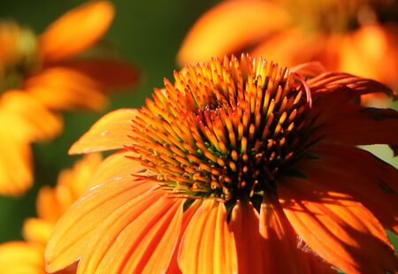 Macro of an orange cone flower in early morning light, with cone flowers as bokeh.の写真素材