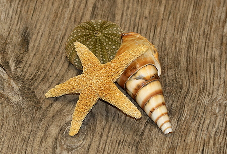 Starfish, sea urchin and sea shell arranged on a wood grain background.の写真素材