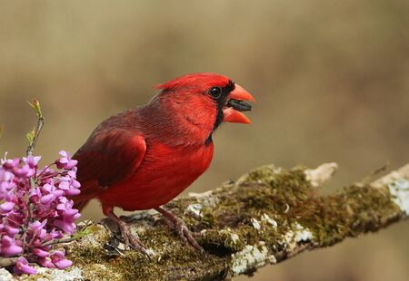 A red male cardinal bird sitting on a moss covered tree branch, beside the pink blooms of the redbud tree, with a sunflower seed in his beak, with a blurred brown background.の写真素材