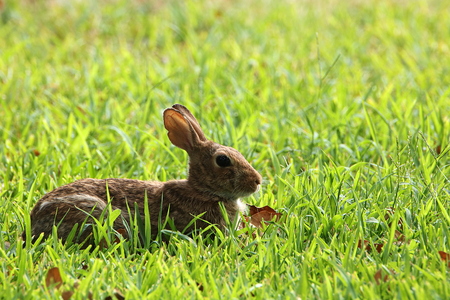 A cute little brown bunny rabbit lying in green grass on a sunny day.の写真素材