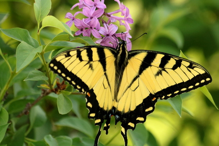 Close-up of a yellow and black striped eastern tiger swallowtail butterfly sipping nectar from purple flowers with green leaves in the background.の写真素材