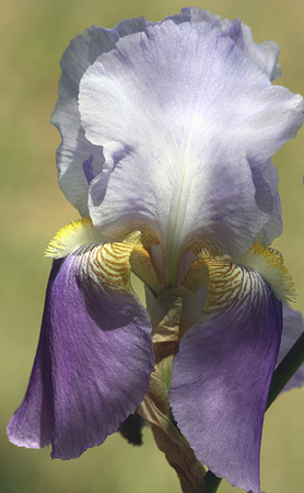 Close-up of a purple bearded iris with yellow beard and gold veins, on a light green blurred background.の写真素材