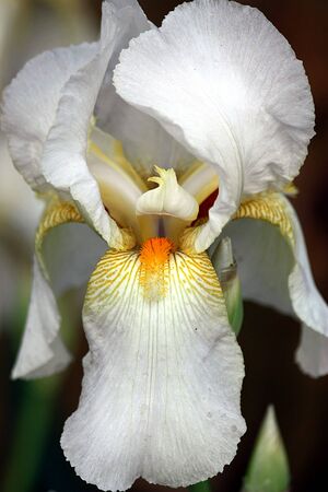 Close-up of a white bearded iris with orange beard and gold veins, on a dark background.の写真素材