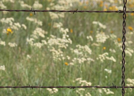 Close-up of a section of rusty barbed wire fence that borders a blurred background of white and yellow wildflowers in a country field. Can be used as a background or border.の写真素材
