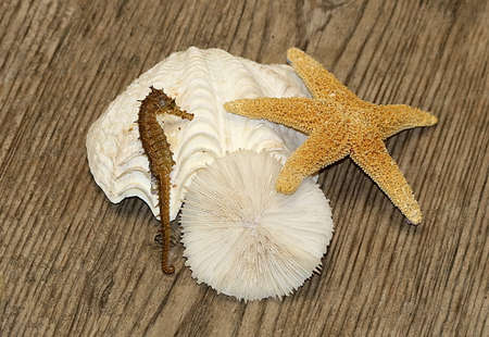Sea shells, sea horse and star fish, on a wood grain background.の写真素材