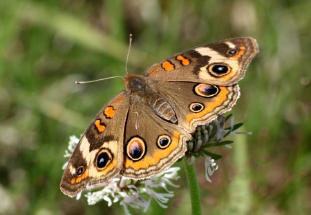 Close-up of a beautiful common buckeye butterfly, with wings spread, sitting on a white wildflower on a blurred green background.の写真素材