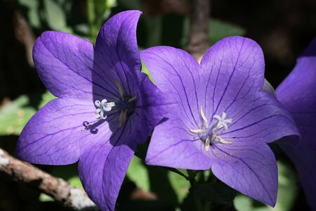 Close-up of two purple balloon flowers in morning light, on a blurred green background.の写真素材