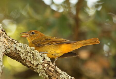 A yellow female summer tanager sits on a lichen covered tree branch on a blurred green background.の写真素材