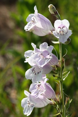 Light purple and white wild foxglove flowers blooming on a tall stalk on a blurred green background.の写真素材