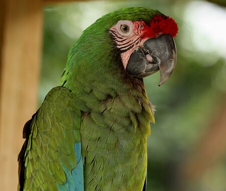 Close-up of a beautiful green military macaw bird on a blurred background.の写真素材