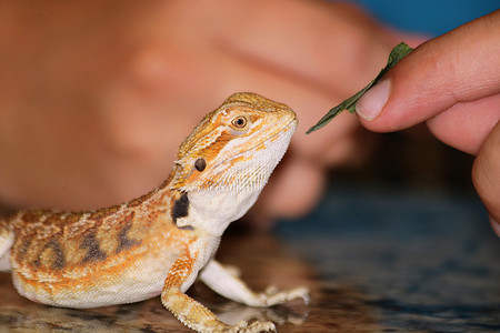 A boys finger is holding a small leaf in front of a golden colored small bearded dragon, attempting to feed it.の写真素材