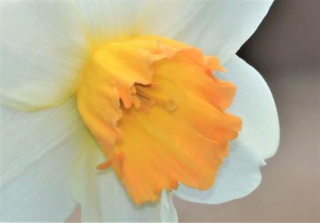 Extreme close-up of a white daffodil with a yellow centerの写真素材