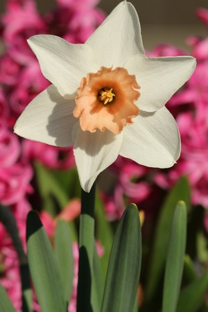 Close-up of a white tulip with a peach colored center, with green leaves and pink hyacinth in the background.の写真素材