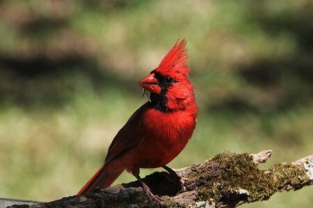 Close-up of bright red male Northern Cardinal bird, with crest erect, perched on a moss covered tree...
