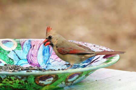 A female Northern Cardinal on the side of a colorful bird feeder, with a seed in it's beak.