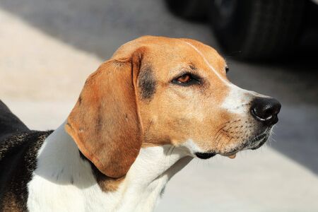 Close-up profile of a black, tan and white American foxhound dog.の写真素材