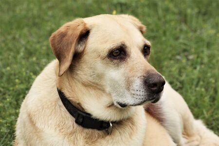 Close-up portrait of an older yellow Labrador retriever dog lying in green grass.の写真素材