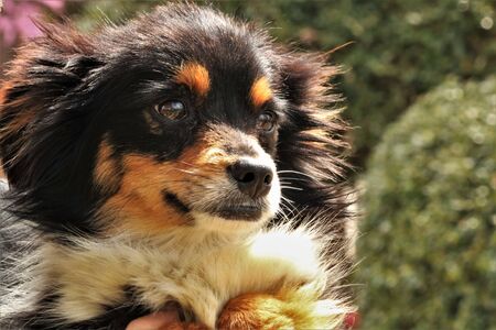 Portrait of a miniature Australian shepherd puppy on a green blurred background.の写真素材