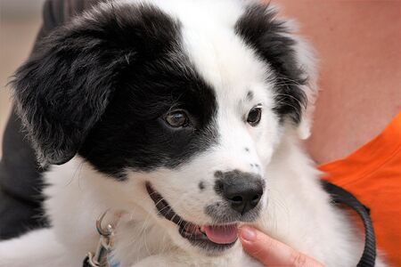 Close-up of the face of a cute little black and white puppy, with one black eye and one white eye.の写真素材