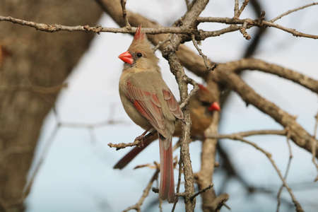 Close-up of a female northern cardinal bird, perched on a tree branch, in early spring.