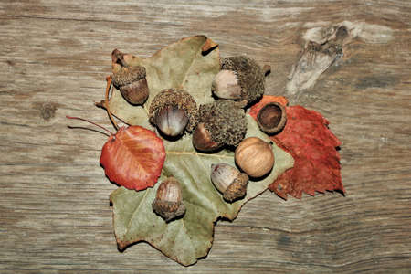Top view of green and orange autumn leaves, acorns, and walnut, on a wood grain background.の写真素材