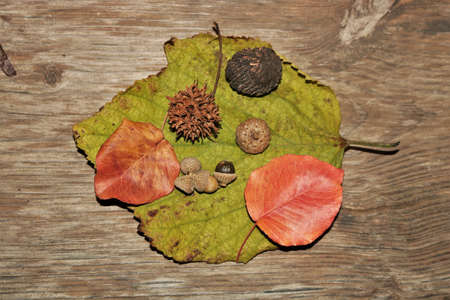 Top view of green and orange autumn leaves with acorns, sycamore seed pod and walnut, on  wood grain...