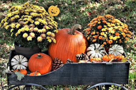 Pumpkins, pine cones and yellow and orange chrysanthemum flowers in a green wood wagon.の写真素材