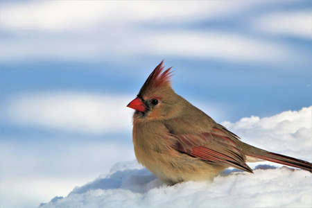 Close-up of a female Northern Cardinal bird, standing in snow, with snow in the background.の写真素材