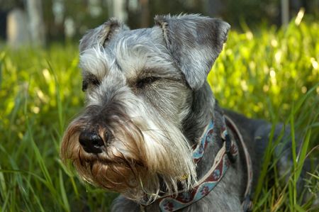 A salt and pepper miniature schnauzer dog basking in the sunshine while laying down in green grass.の写真素材
