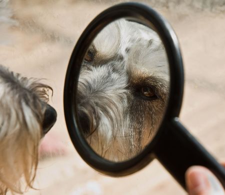 Miniature schnauzer dog looks at his reflection in a small mirror