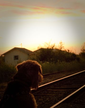 Dog looking into the sunsetの写真素材