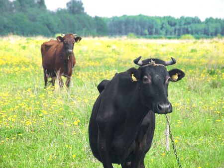 Two cows, the one in the front, one is in the backgroundの写真素材