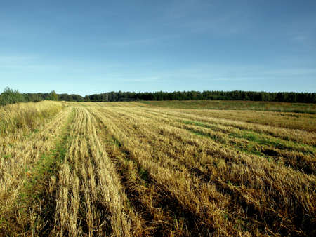 Field of Grain in Nice Autumnの写真素材
