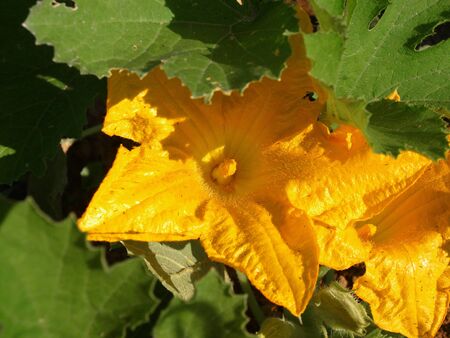 Yellow flower with green leafsの写真素材
