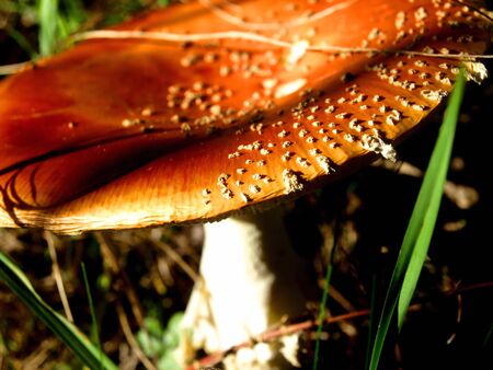 Fly Agaric in Death Forestの写真素材