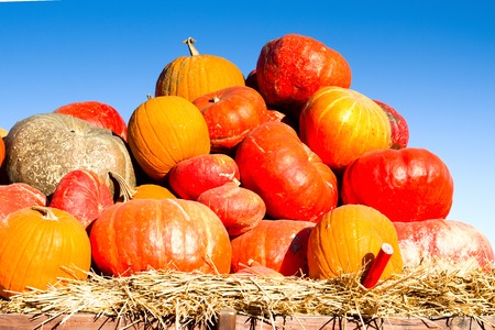 Pumpkins with different colours on a farmer's market. Organic farm concept.の写真素材