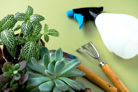 Stay home and gardening. Replanting flower in indoor garden. Potted green plants at home, garden supplies,urban jungle.の写真素材