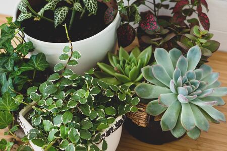 Collection of various indoor plants - Fittonia, Hypoestes, succulents, Ficus Pumila White Sunny, Hedera helix flowersの写真素材
