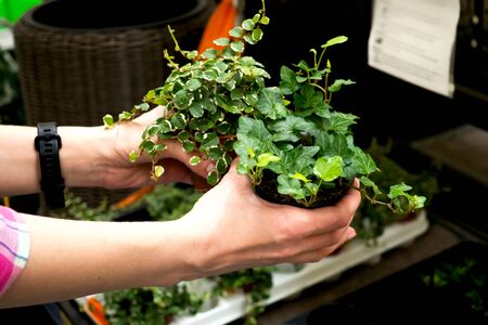 Flower sales in the garden center. Woman hands hold Ficus Pumila White Sunny and Hedera helixの写真素材