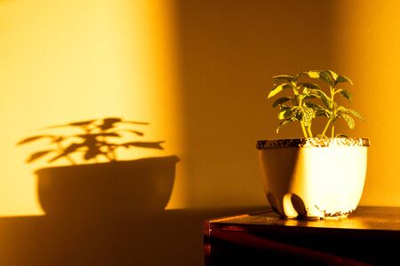 The game of sunset sun and shadow of house plants on the yellow wallの写真素材