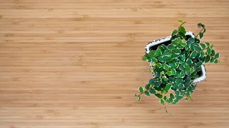 Flat lay banner copy space of green fresh Ficus Pumila White Sunny flowers on wooden background. Urban jungle interior concept.の写真素材