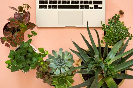 Remote online purchases of garden plants and equipment. A comfortable stylish freelancer's workplace with laptop and indoor plants succulents.の写真素材