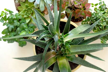Close up of green fresh Aloe flowers. and collection of various indoor plants on white background.の写真素材