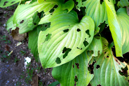 green leaves in garden eaten by slugs.の写真素材