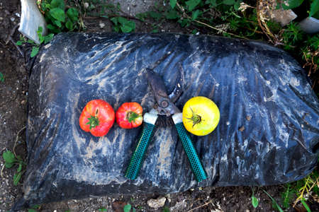 Gardening supplies. Pruner, crop of red and yellow tomatoes on a bag of fertilizer.の写真素材