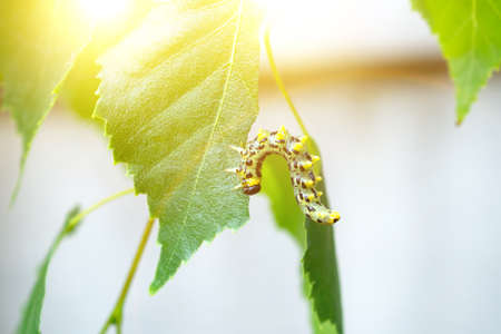 Leaves birch tree covered with caterpillars pestの写真素材